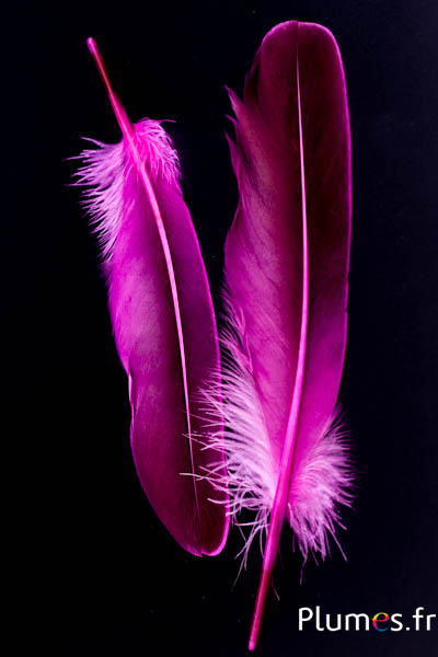 Canard - 18-20 cm, gauche et droite - fuchsia-noir